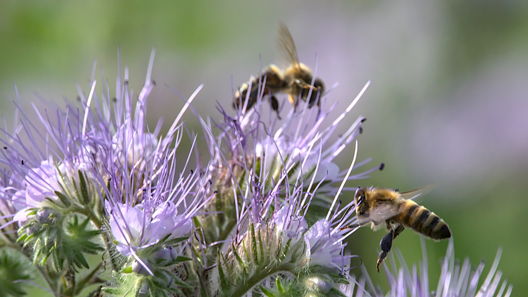 Honigbiene am Bienenfreund